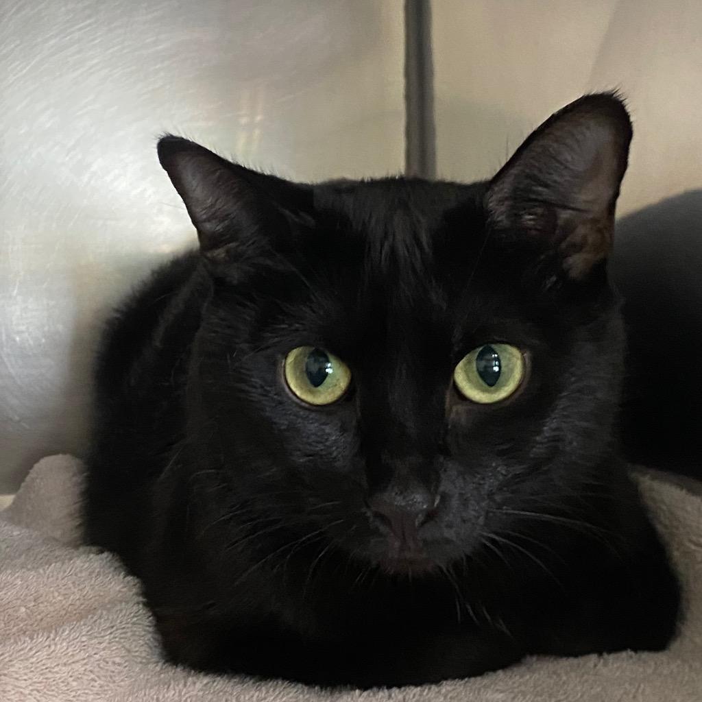Elvira, a Adoptable mixed breed in Fall River, MA image 5/6