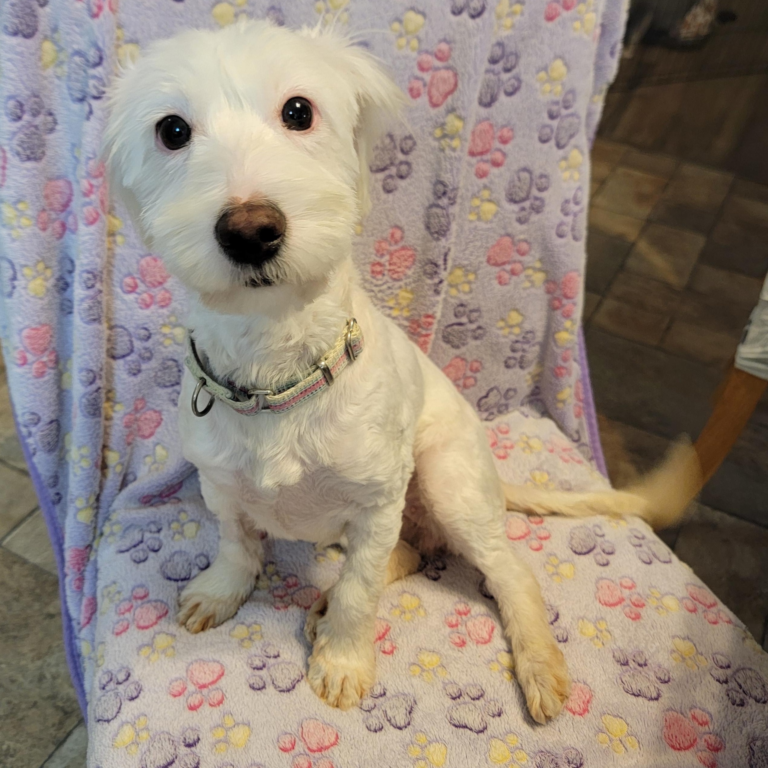 Sprite, ADOPTABLE, Young Female Maltipoo.