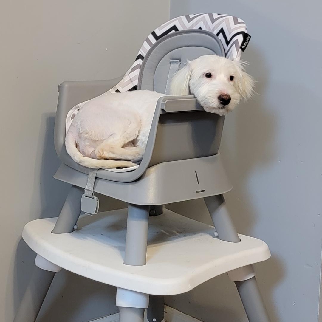 Enlarge Sprite, a ADOPTABLE mixed breed in Joliet, IL image 4/4