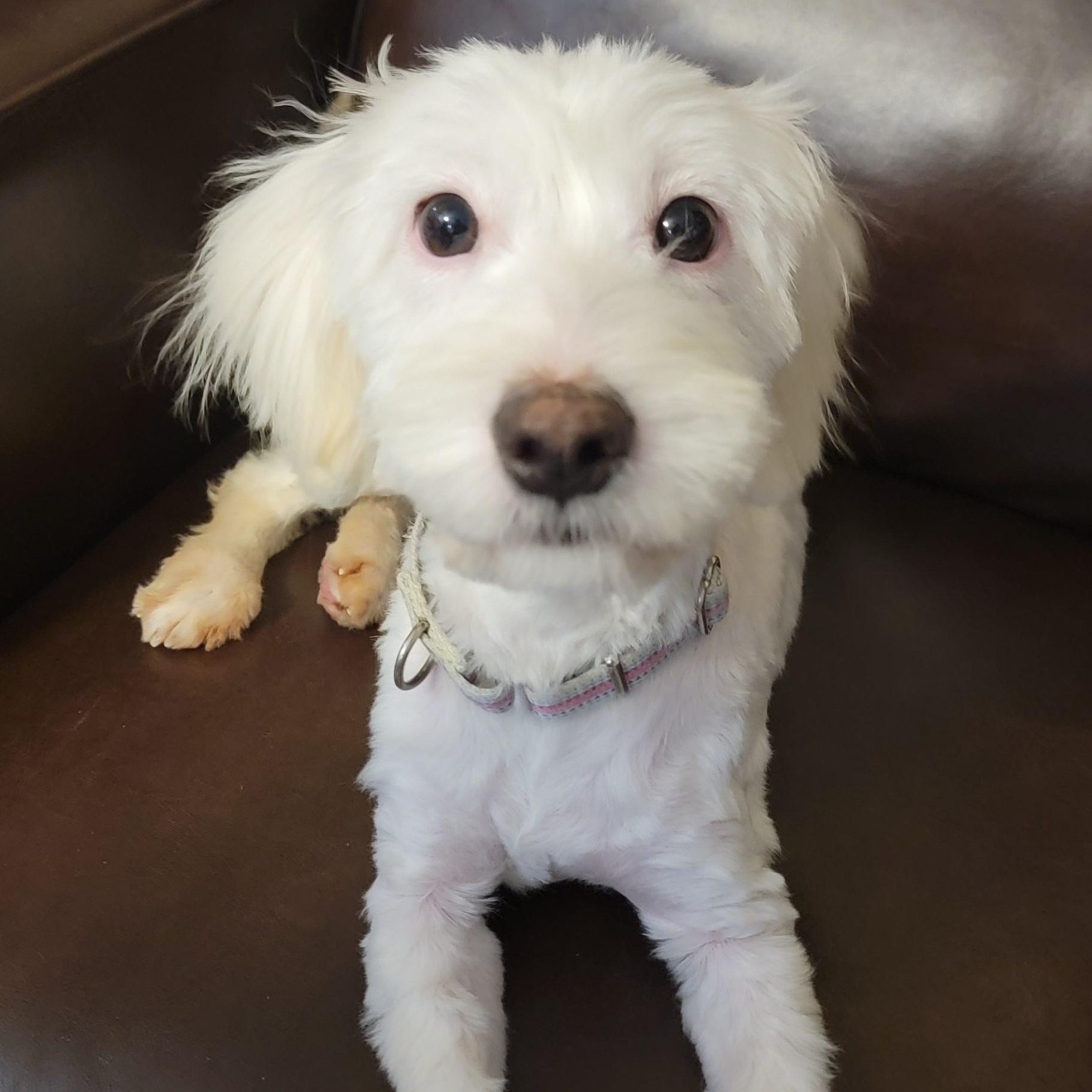 Enlarge Sprite, a ADOPTABLE mixed breed in Joliet, IL image 2/4