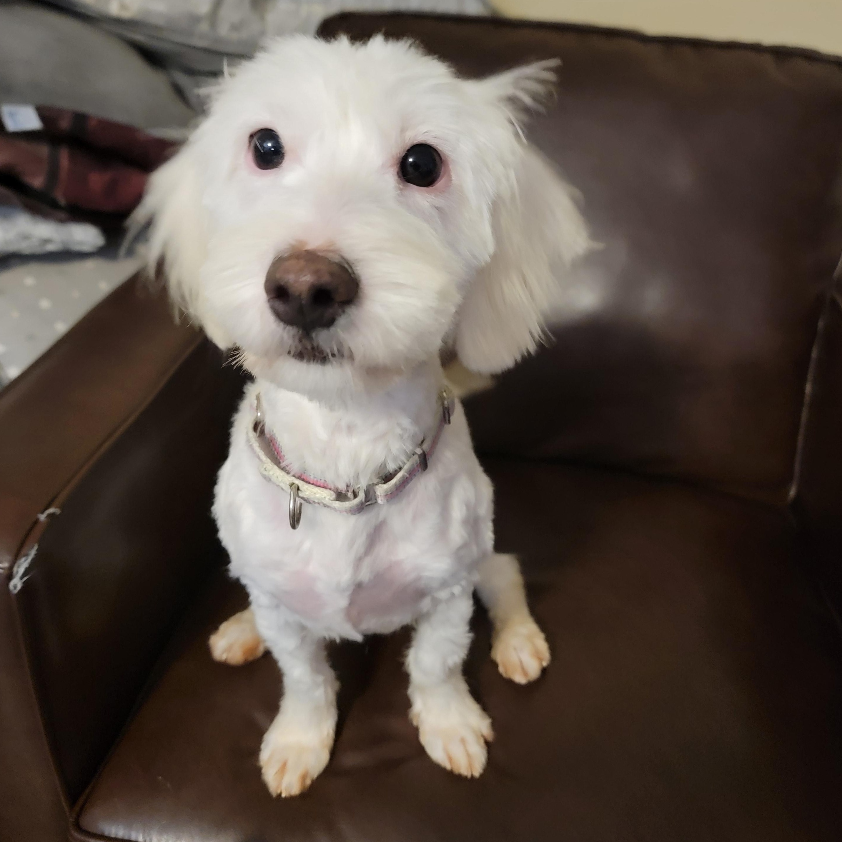 Enlarge Sprite, a ADOPTABLE mixed breed in Joliet, IL image 3/4