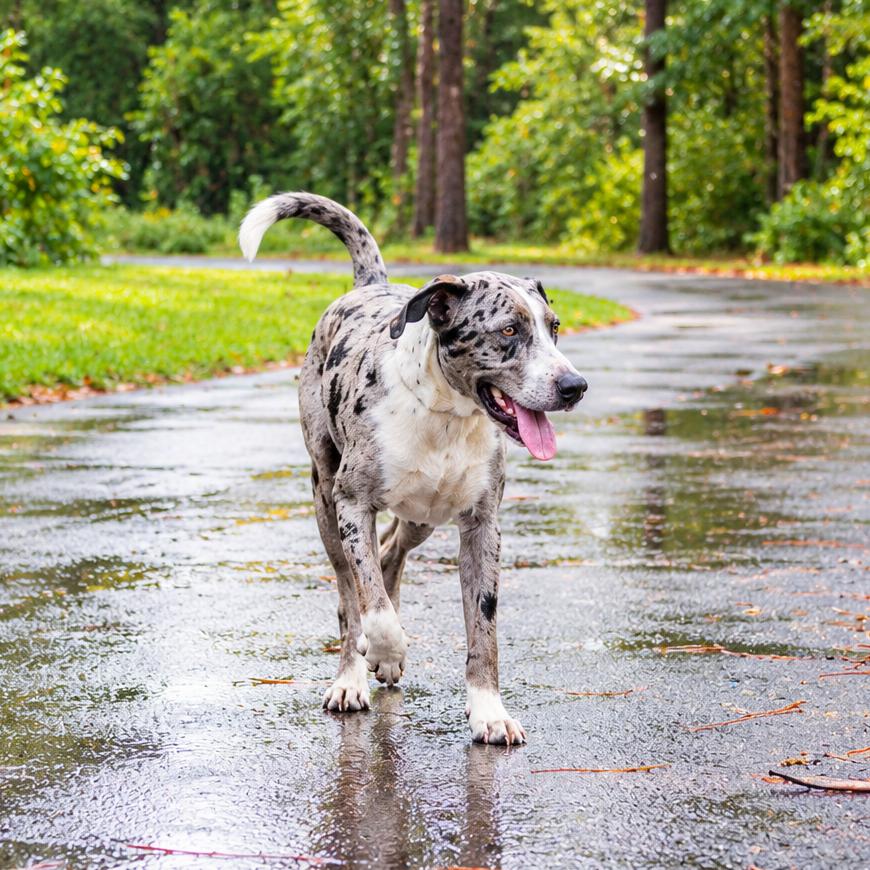 Enlarge Figment, a Adoptable mixed breed in Brattleboro, VT image 3/5