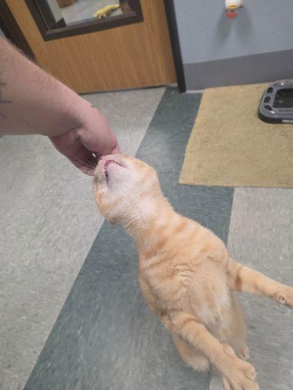 Toby, Adoptable, Adult Male Domestic Short Hair & Domestic Short Hair.