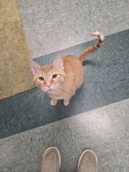 Enlarge Toby, a Adoptable mixed breed in Shawano, WI image 2/2