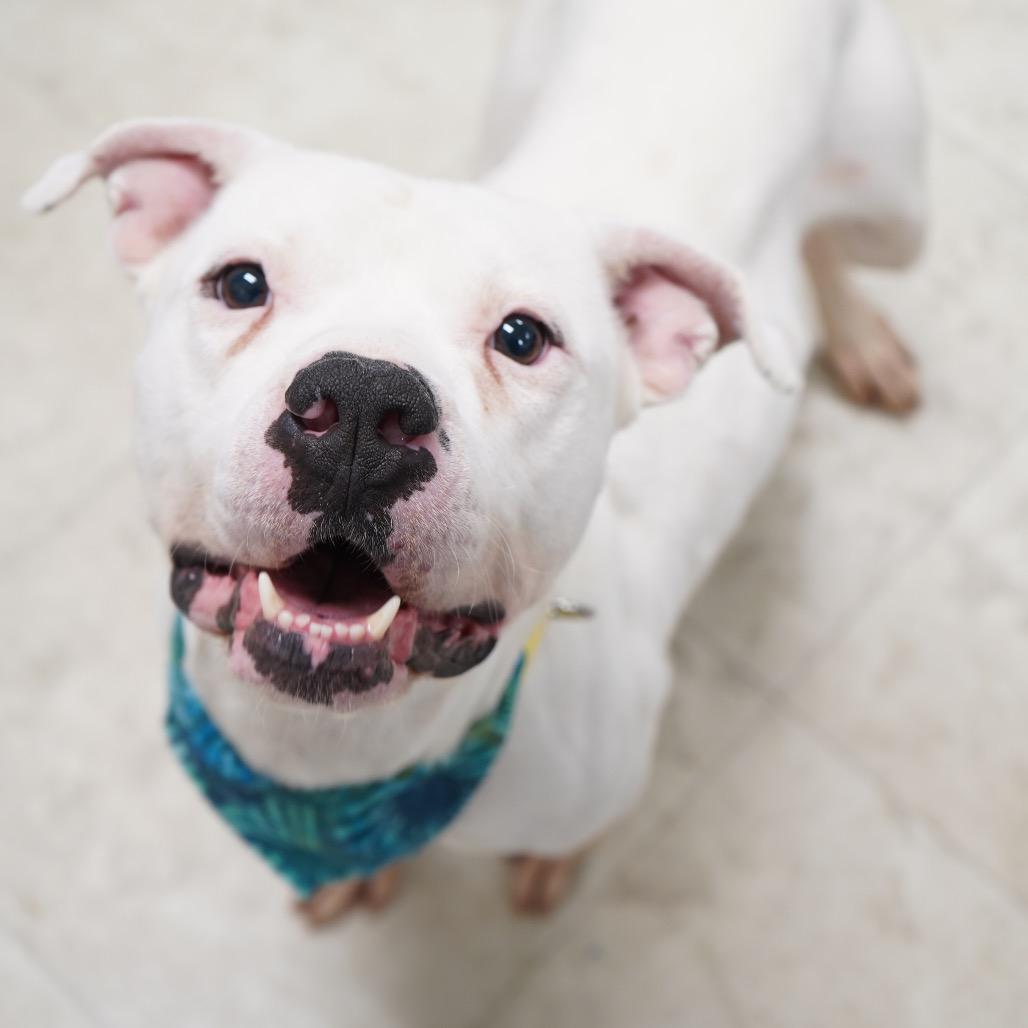 Tyler - In Foster, Adoptable, Adult Male Mixed Breed.