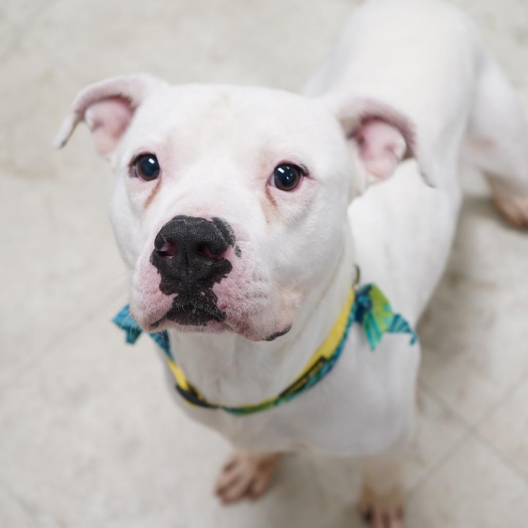 Enlarge Tyler - In Foster, a Adoptable Mixed Breed in Alabaster, AL image 2/6