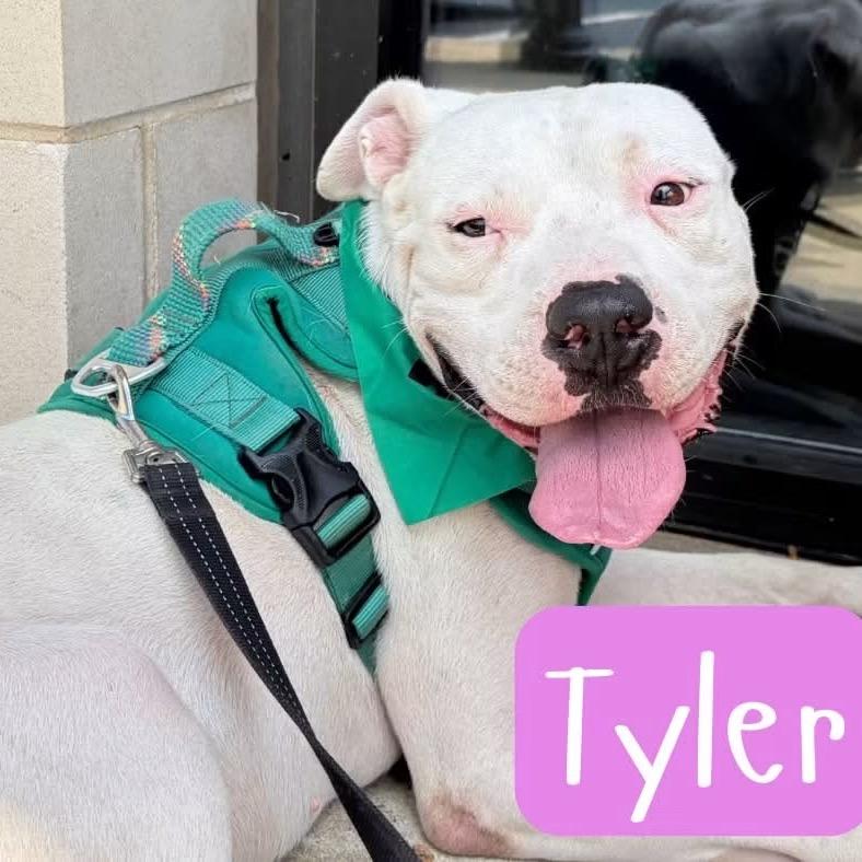 Enlarge Tyler - In Foster, a Adoptable Mixed Breed in Alabaster, AL image 3/6