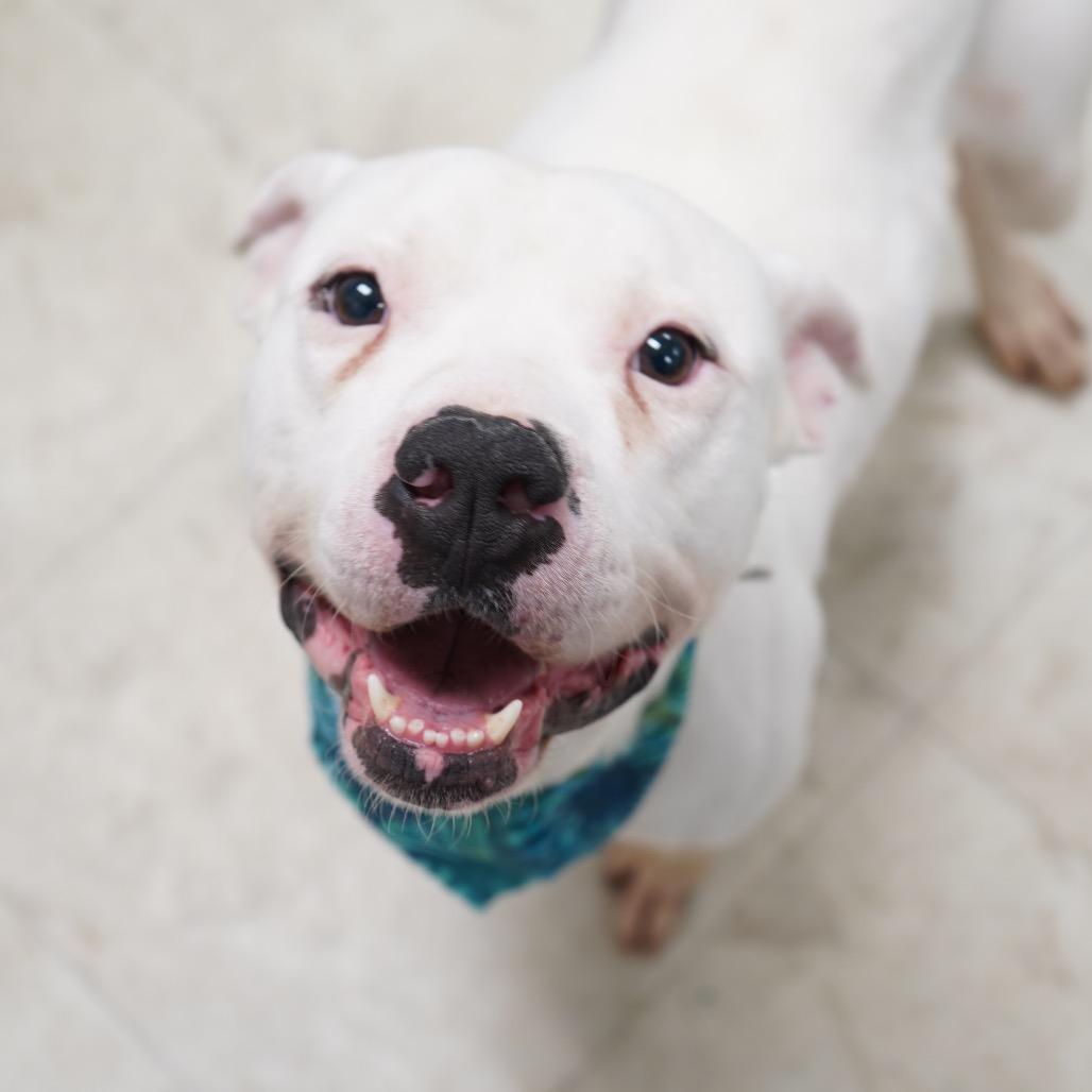 Enlarge Tyler - In Foster, a Adoptable Mixed Breed in Alabaster, AL image 4/6