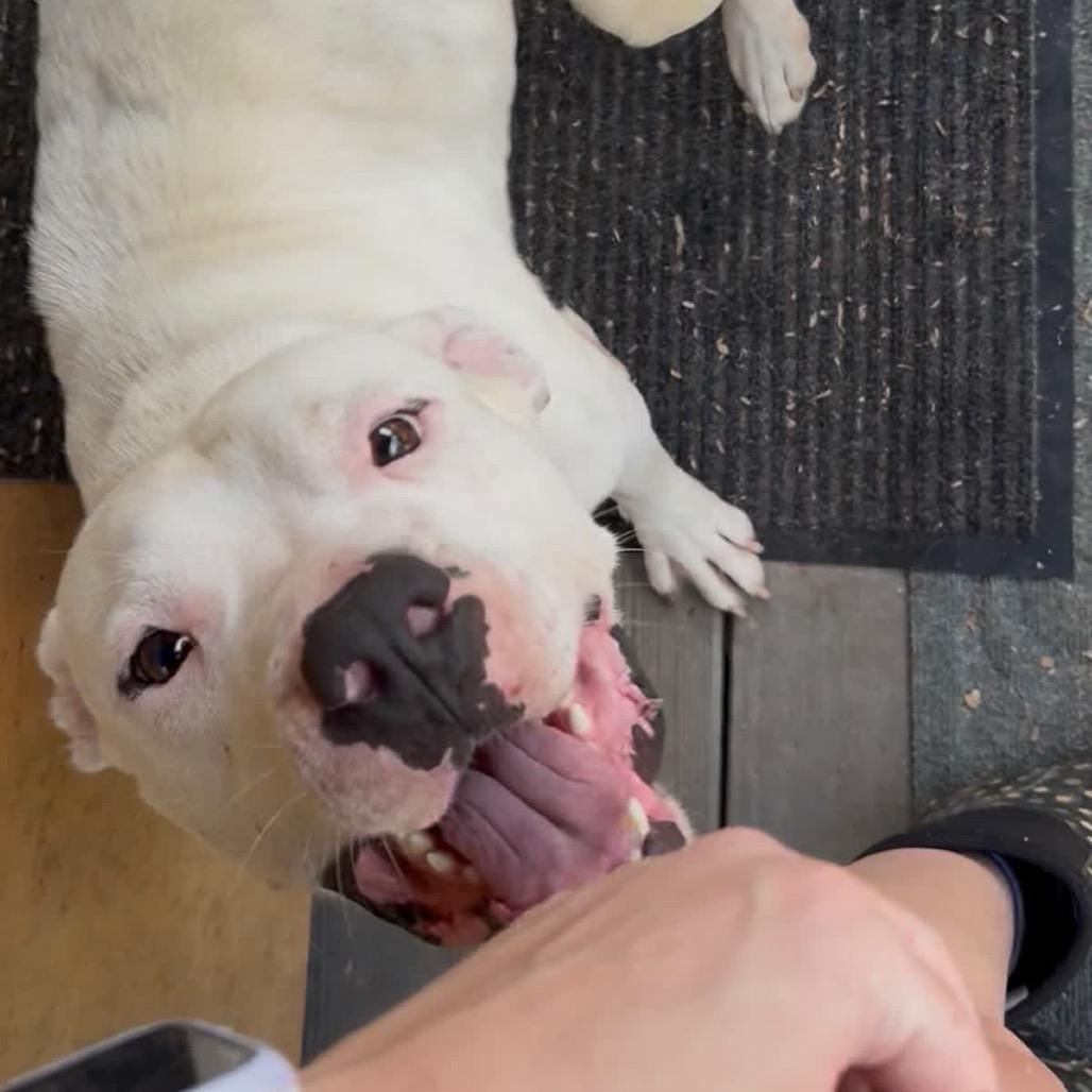 Enlarge Tyler - In Foster, a Adoptable Mixed Breed in Alabaster, AL image 5/6