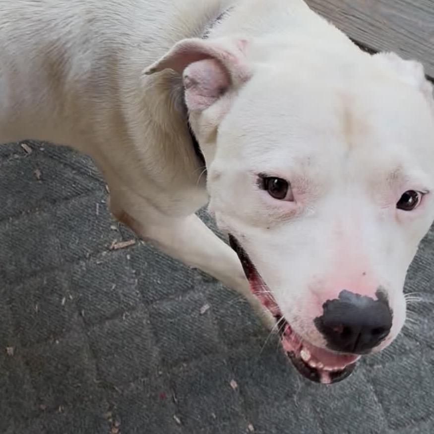 Enlarge Tyler - In Foster, a Adoptable Mixed Breed in Alabaster, AL image 6/6