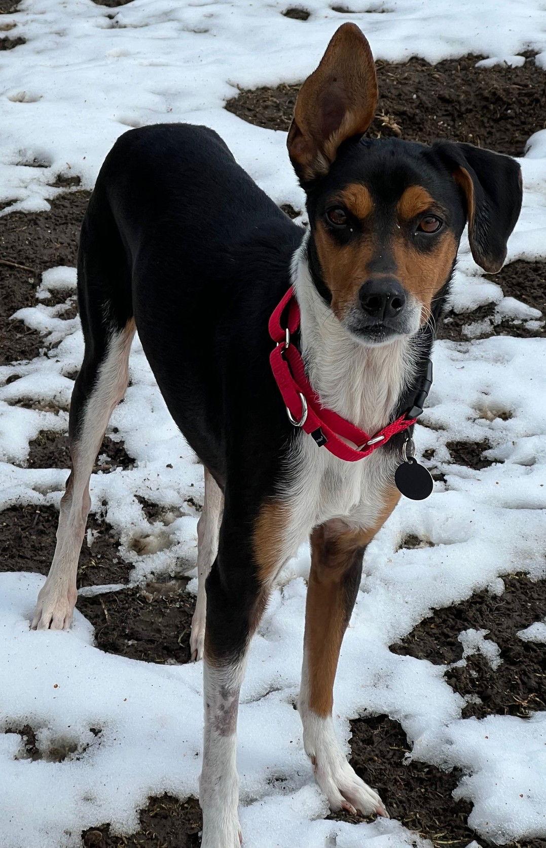 Duchess, Adoptable, Adult Female Whippet & Border Collie.