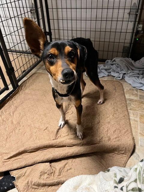 Duchess, a Adoptable mixed breed in Alturas, CA image 2/2