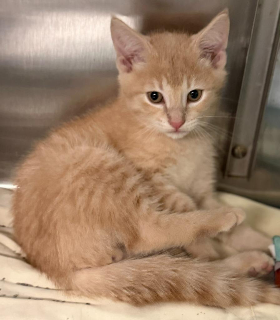 Me-Owl, a Adoptable mixed breed in Sherwood, AR image 2/2