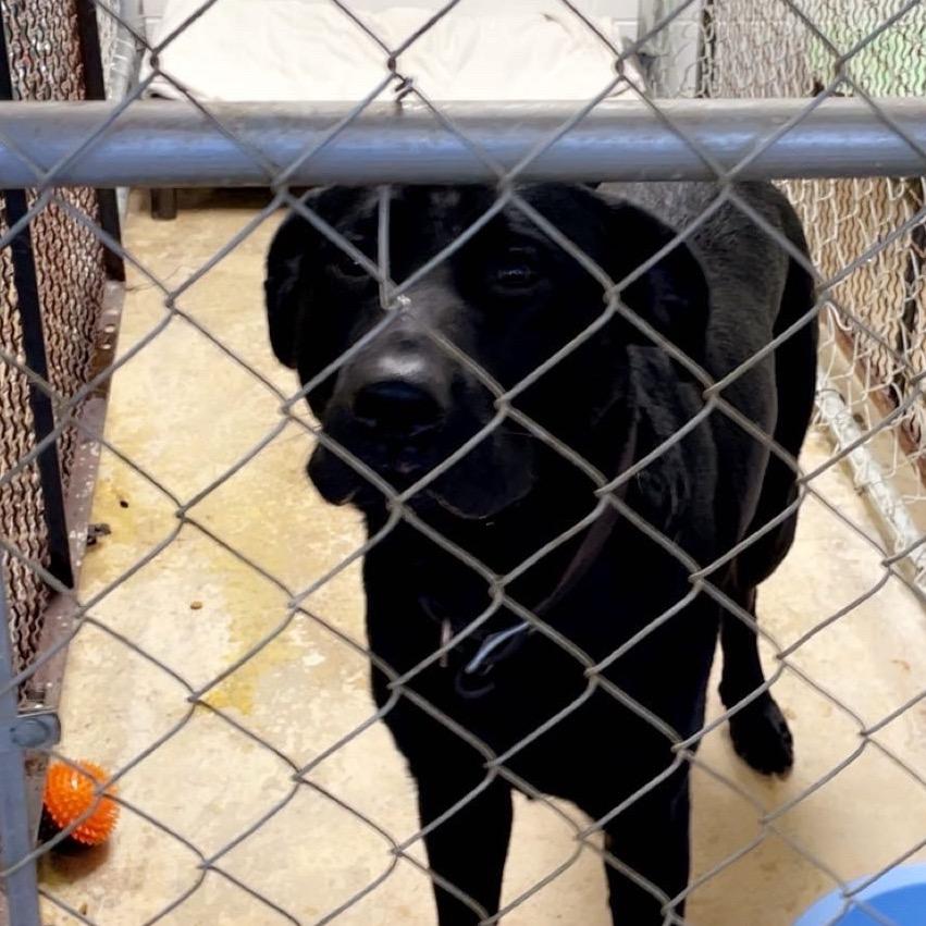 Enlarge Tennessee, a Adoptable mixed breed in Tanner, AL image 2/2