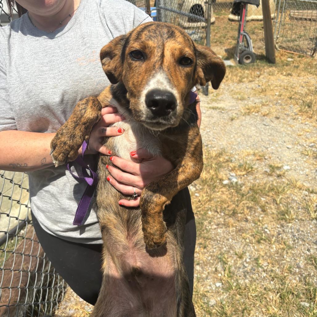 Neal, Adoptable, Young Male Terrier & Mixed Breed.