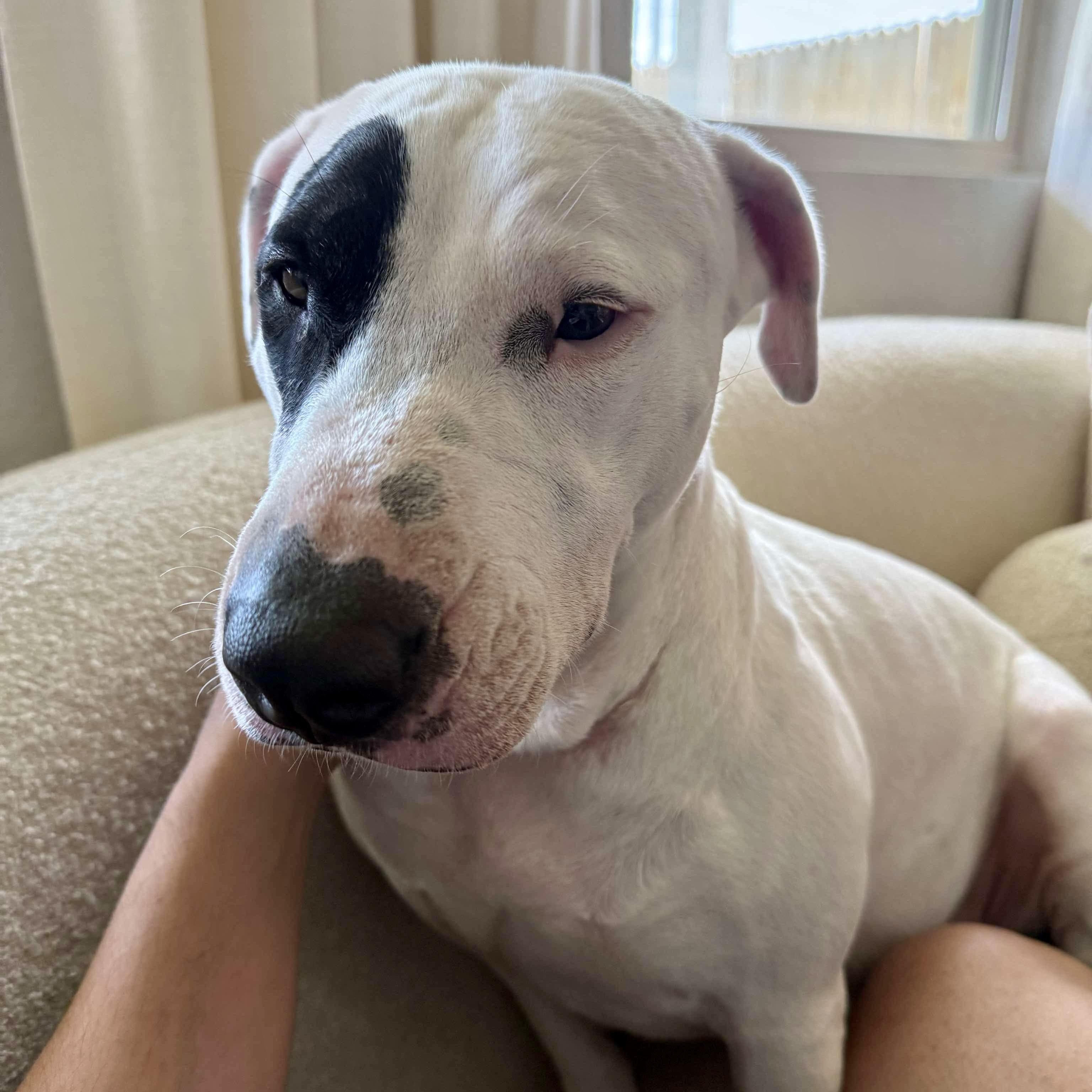 Patch, Adoptable, Young Female Pit Bull Terrier & Bull Terrier.