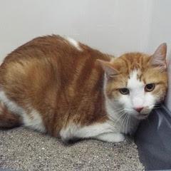 Waffles, Adult Male unknown