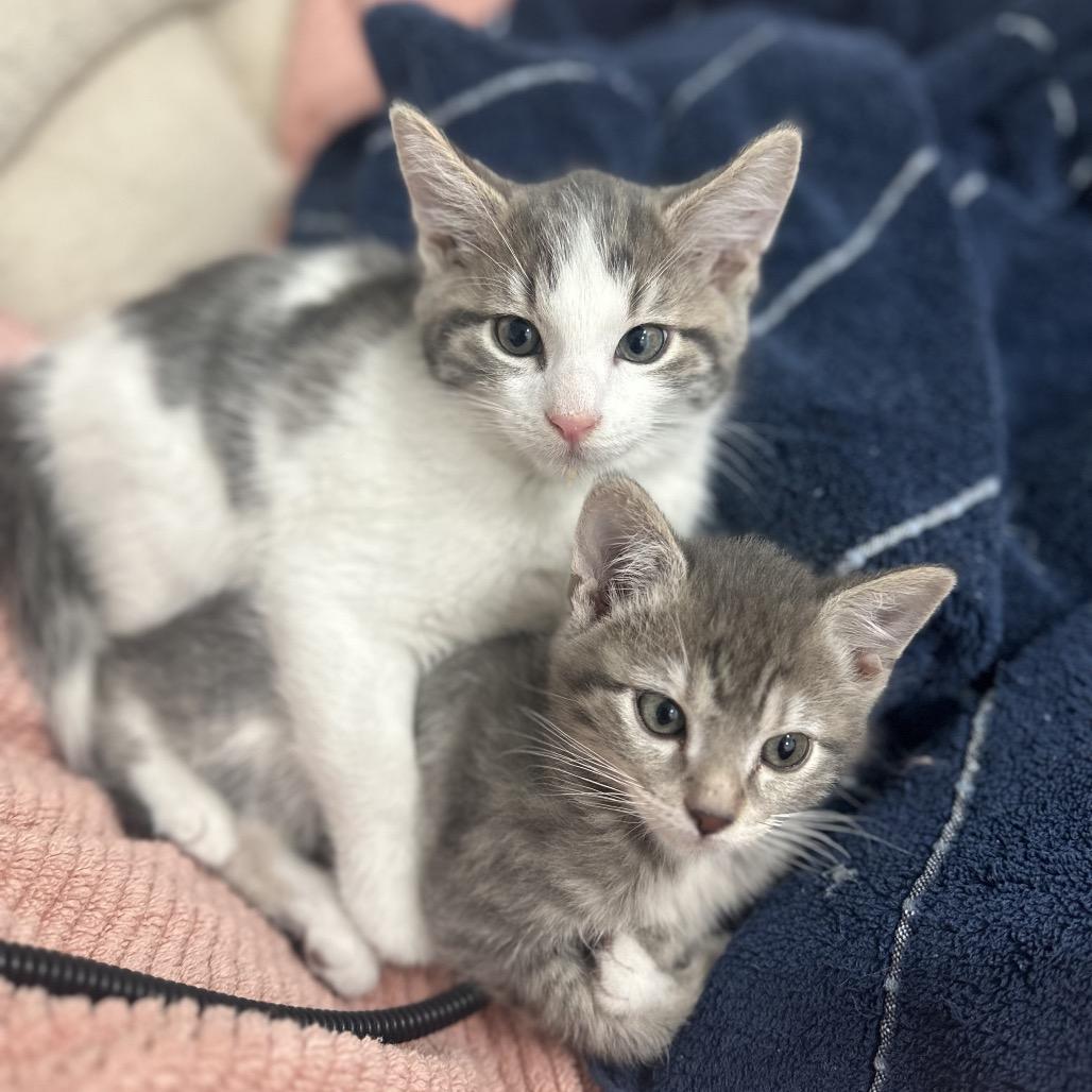 Spice, Adoptable, Kitten Male Domestic Short Hair.