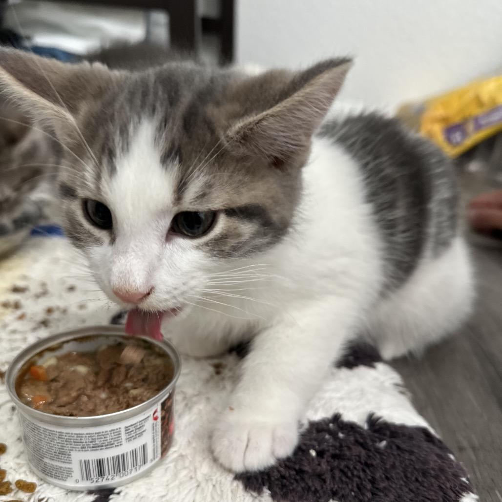 Enlarge Spice, a Adoptable Domestic Short Hair in Commerce City, CO image 5/6