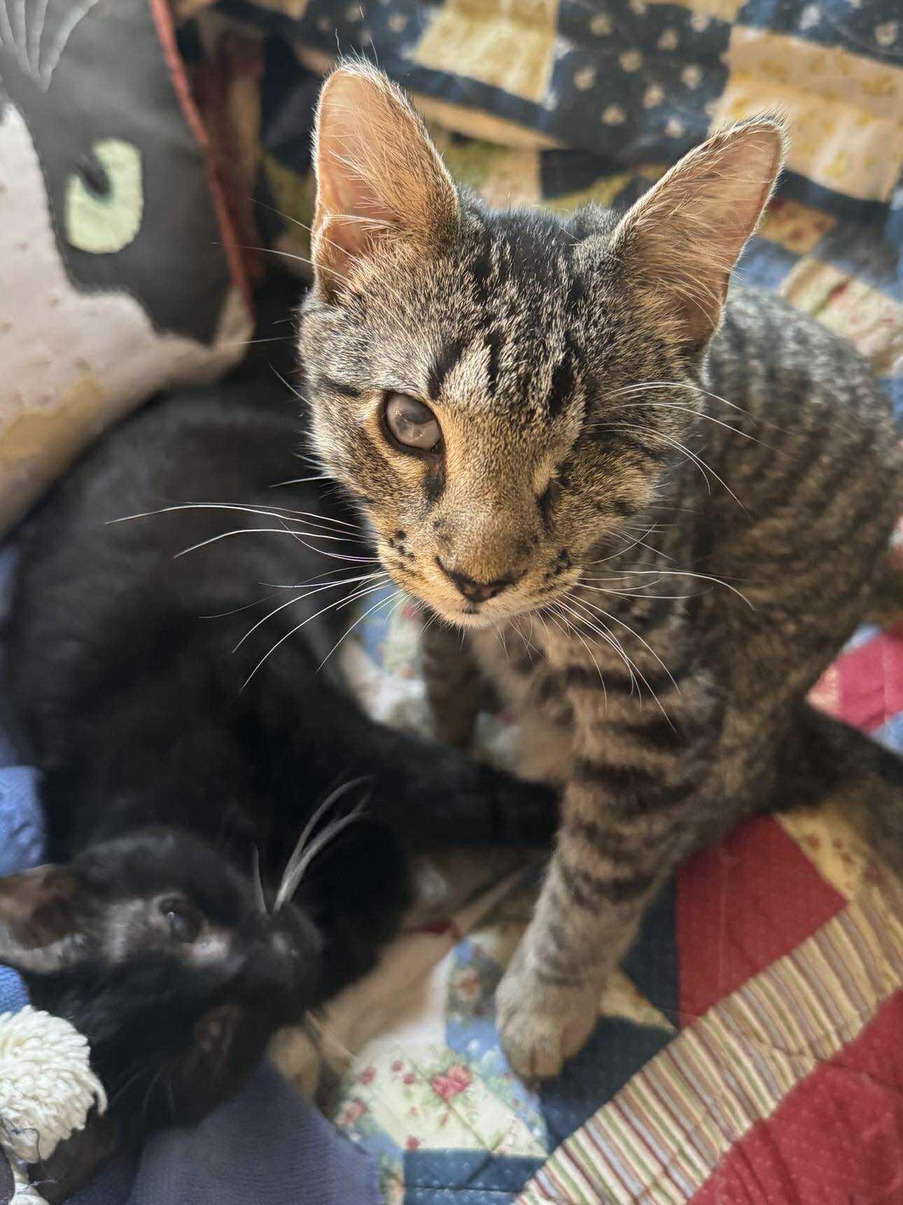 Melody, Adoptable, Young Female Domestic Short Hair.