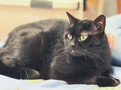 Enlarge Roddie - Available in Foster, a Adoptable Domestic Short Hair in Madison, NJ image 1/3
