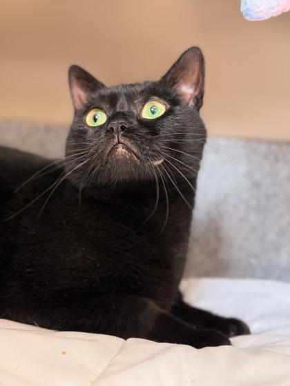 Enlarge Roddie - Available in Foster, a Adoptable Domestic Short Hair in Madison, NJ image 2/3
