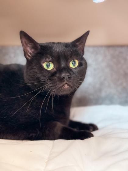 Enlarge Roddie - Available in Foster, a Adoptable Domestic Short Hair in Madison, NJ image 3/3