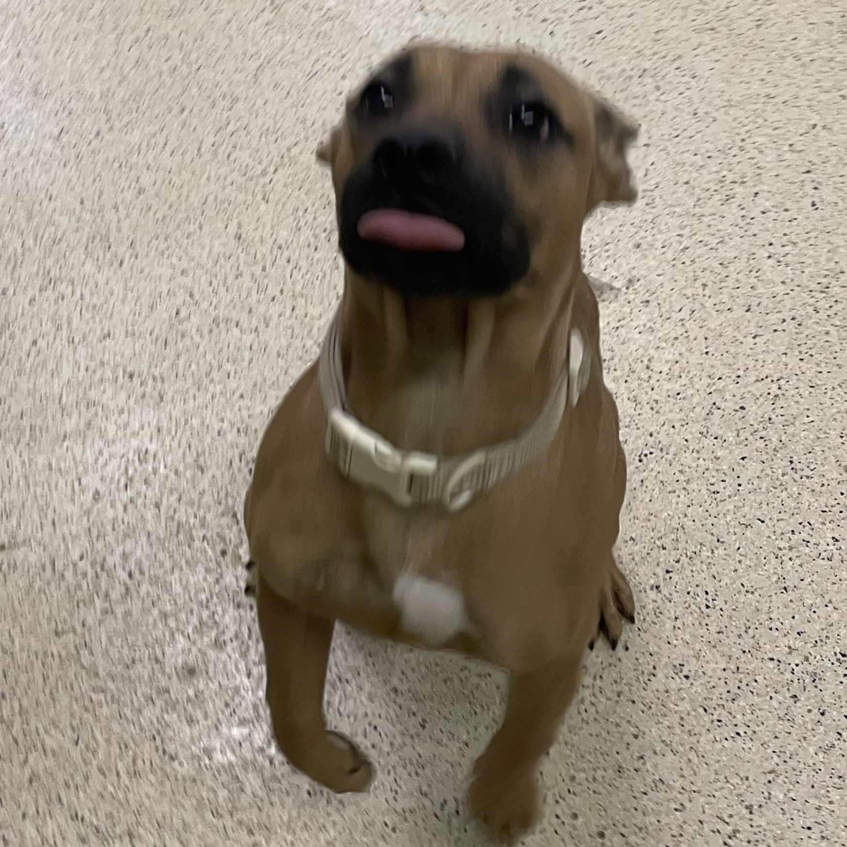 Enlarge Sunshine, a Adoptable mixed breed in Muncie, IN image 2/5