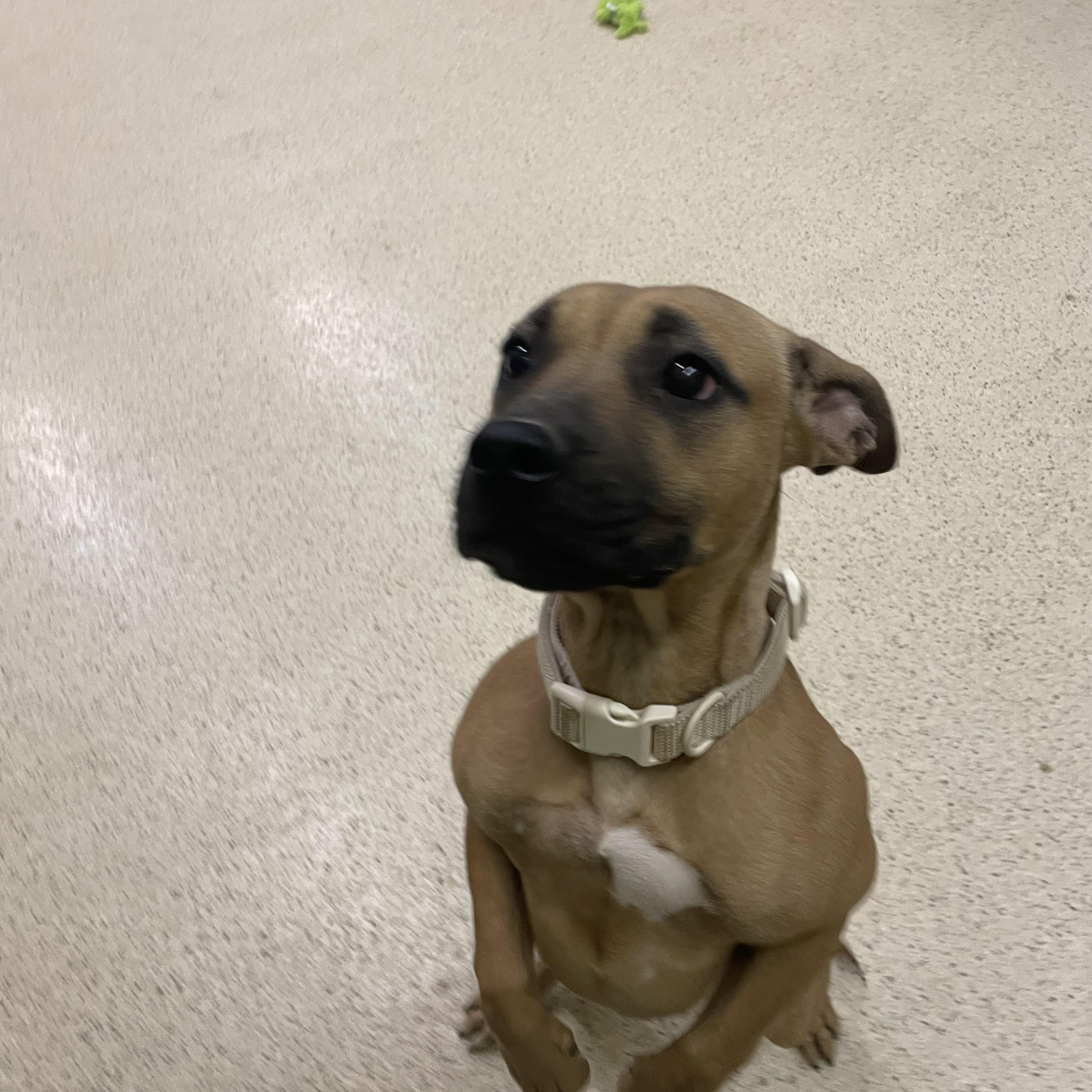 Enlarge Sunshine, a Adoptable mixed breed in Muncie, IN image 4/5