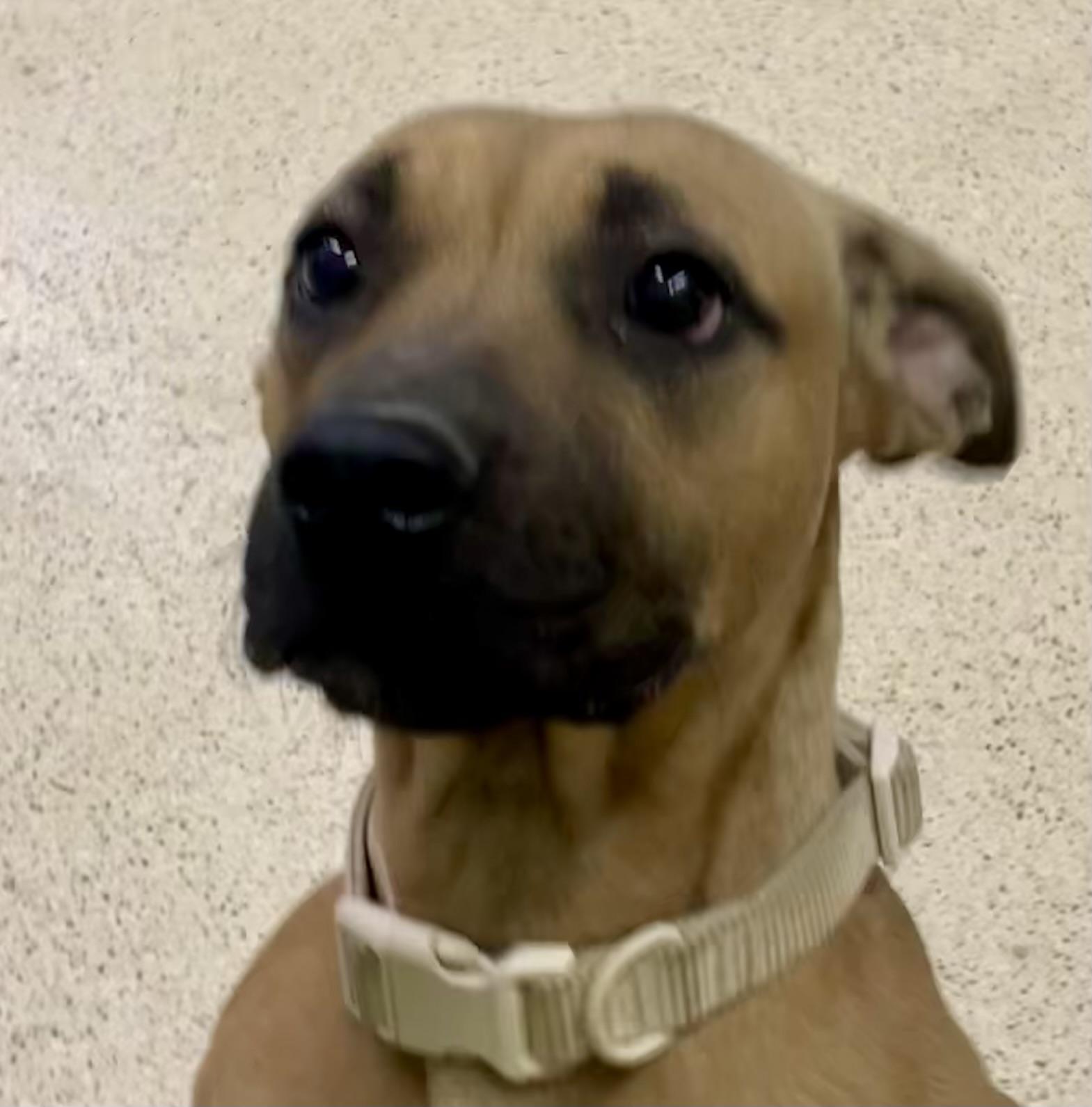 Enlarge Sunshine, a Adoptable mixed breed in Muncie, IN image 5/5