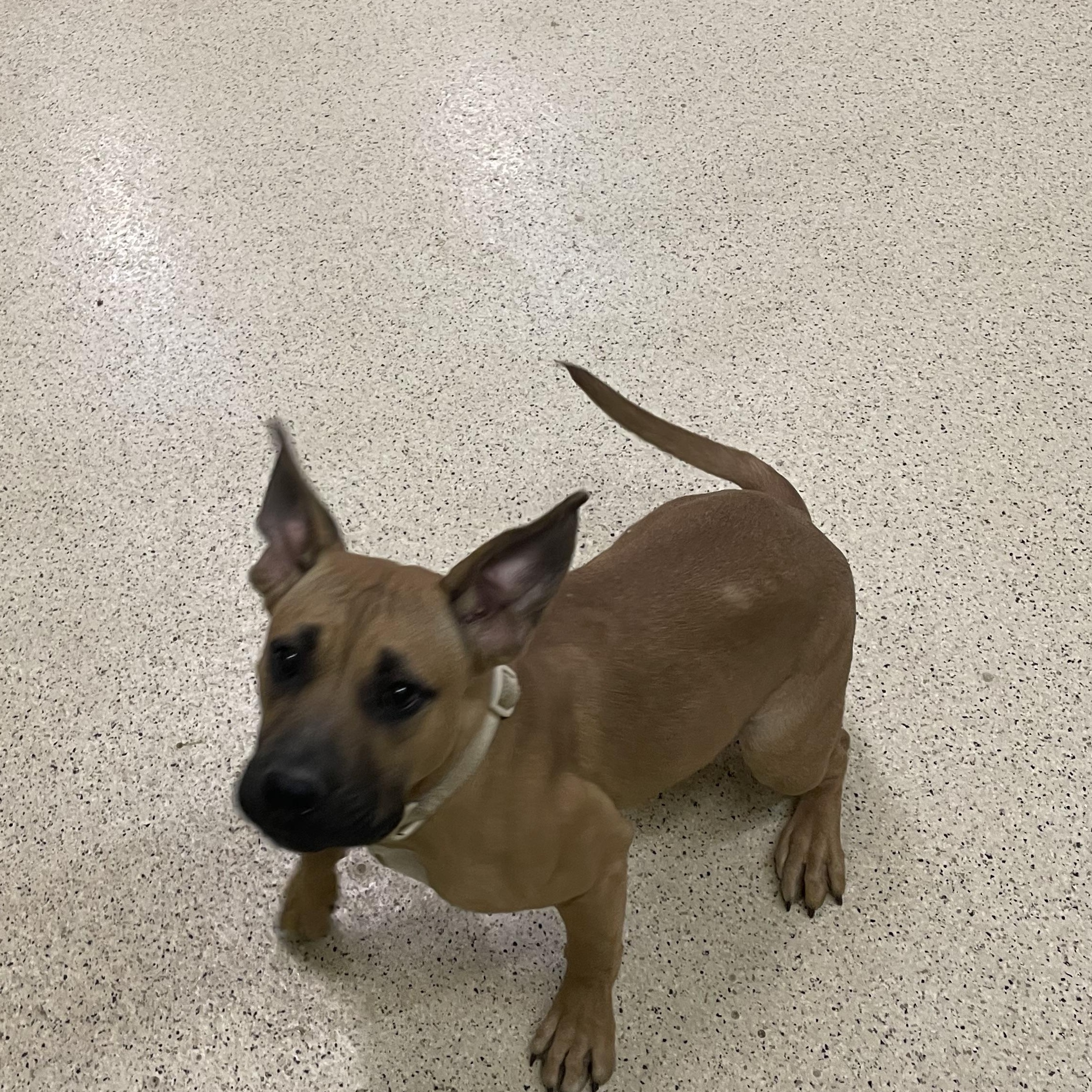 Enlarge Sunshine, a Adoptable mixed breed in Muncie, IN image 3/5