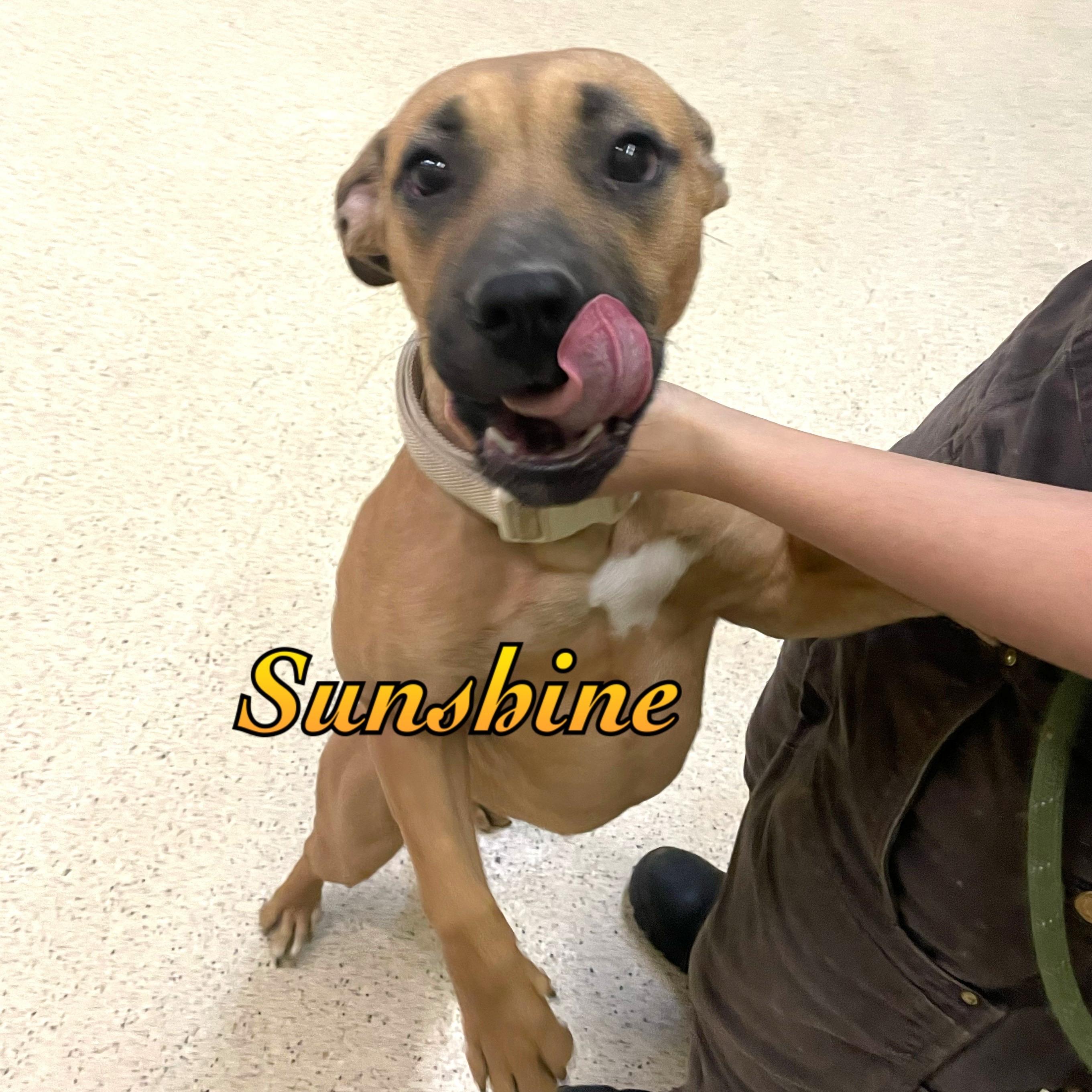 Enlarge Sunshine, a Adoptable mixed breed in Muncie, IN image 1/5