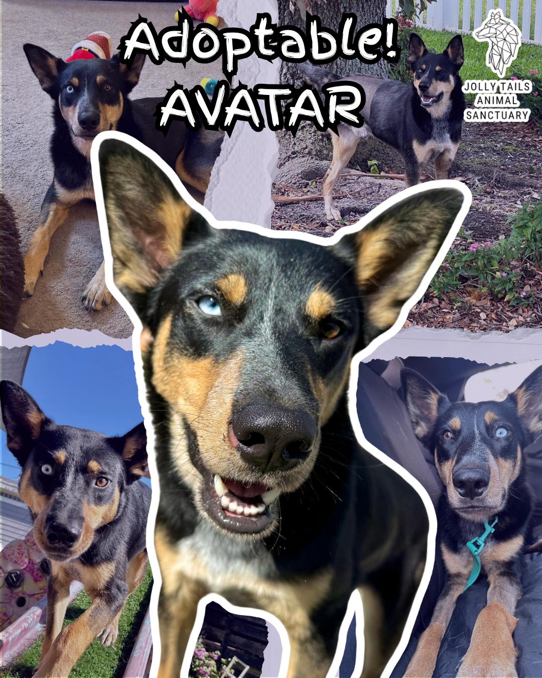 Avatar, Adopted, Young Male Siberian Husky & Australian Cattle Dog / Blue Heeler.