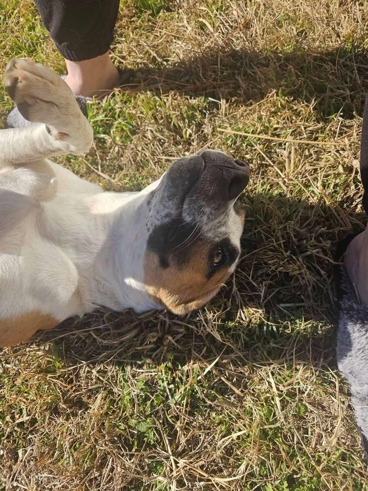 Honey, a Adoptable mixed breed in Cleveland, OK image 3/3