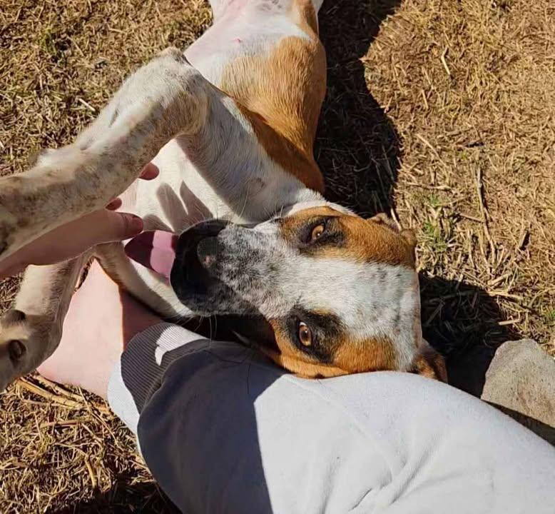 Honey, Young Female Australian Cattle Dog / Blue Heeler