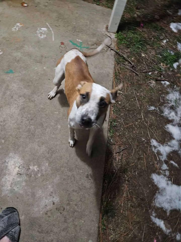 Honey, a Adoptable mixed breed in Cleveland, OK image 2/3