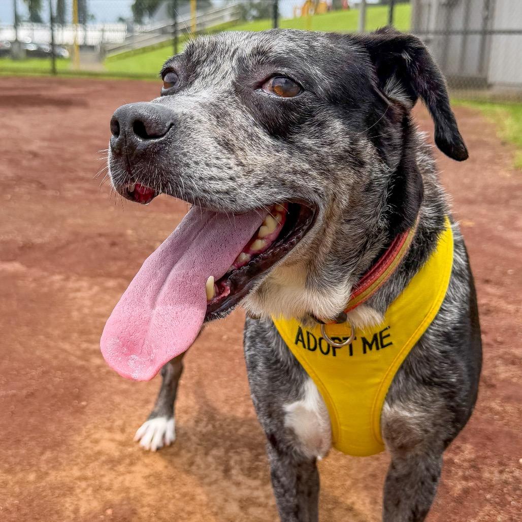 Belize, Adoptable, Senior Female Catahoula Leopard Dog.
