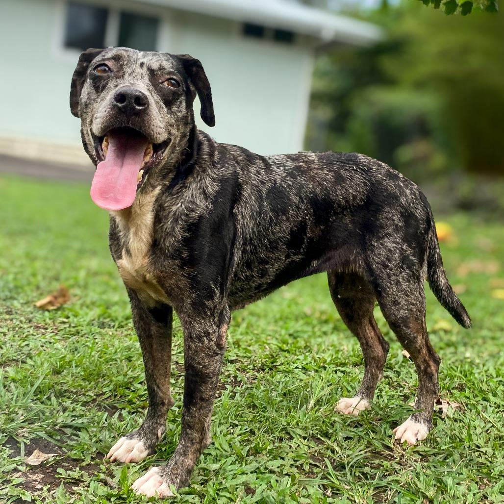 Belize, Adoptable, Senior Female Catahoula Leopard Dog.