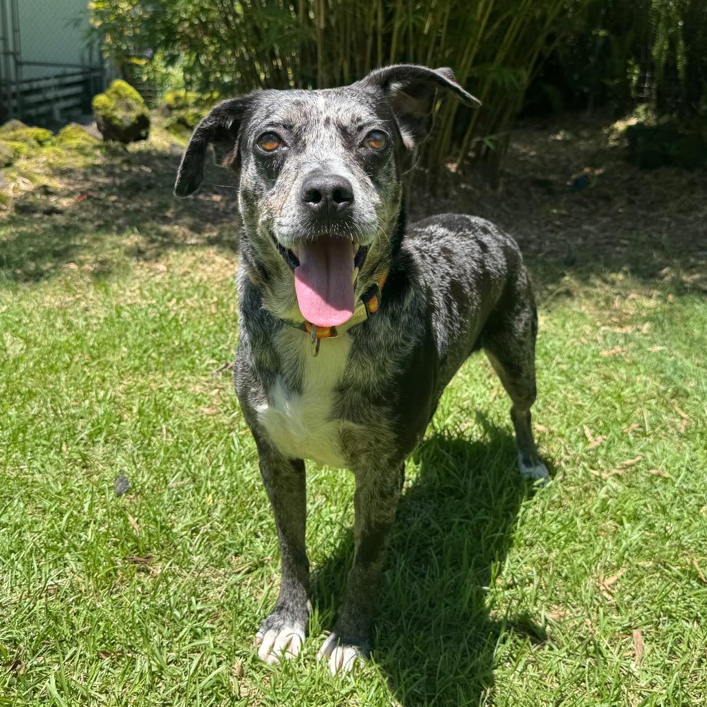 Belize, a Adoptable Catahoula Leopard Dog in Keaau, HI image 2/6