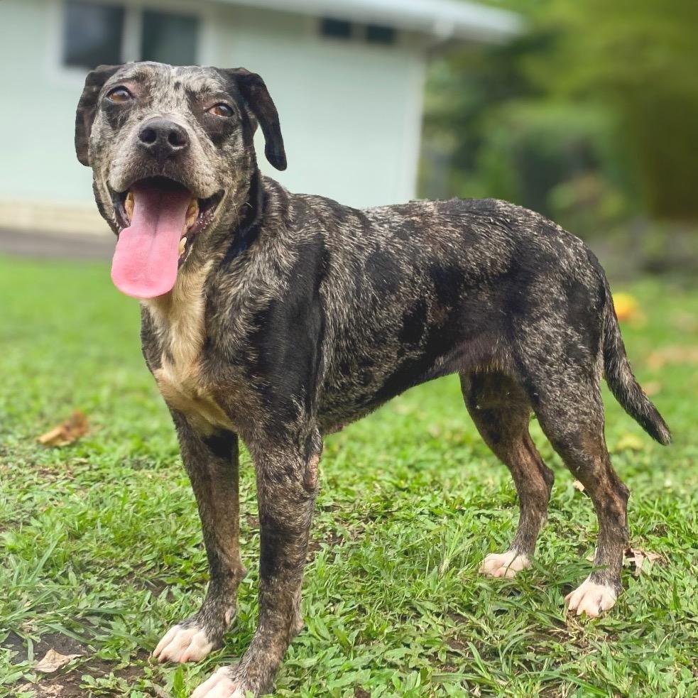 Belize, Adoptable, Senior Female Catahoula Leopard Dog.