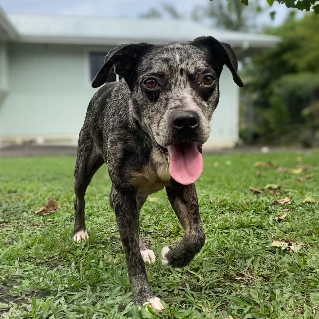 Enlarge Belize, a Adoptable Catahoula Leopard Dog in Keaau, HI image 2/6