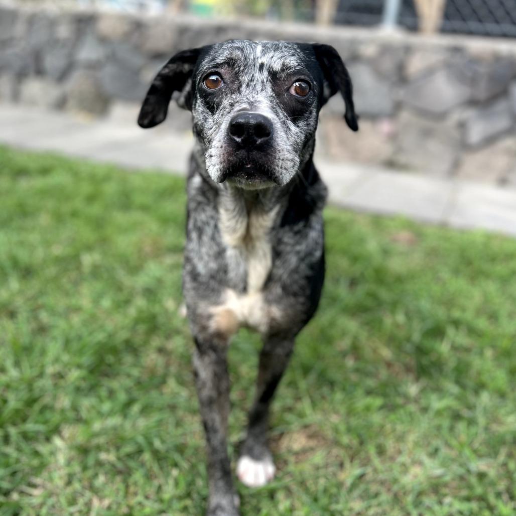 Enlarge Belize, a Adoptable Catahoula Leopard Dog in Keaau, HI image 3/6