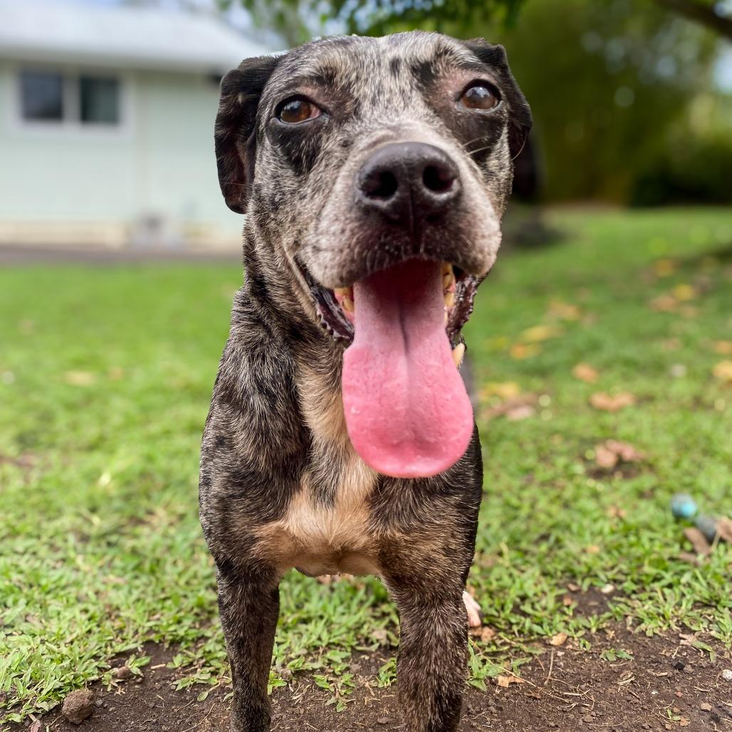 Enlarge Belize, a Adoptable Catahoula Leopard Dog in Keaau, HI image 4/6