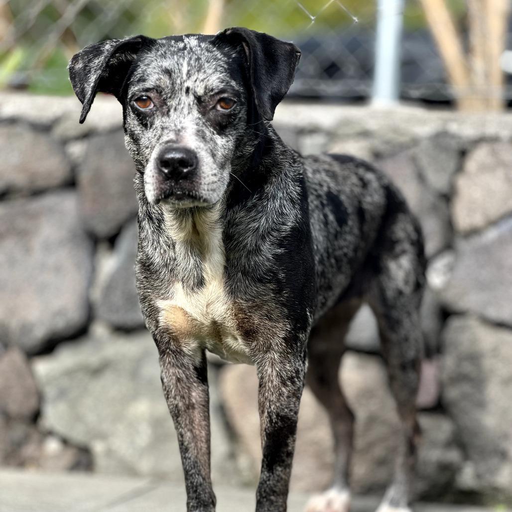 Belize, a Adoptable Catahoula Leopard Dog in Keaau, HI image 5/6