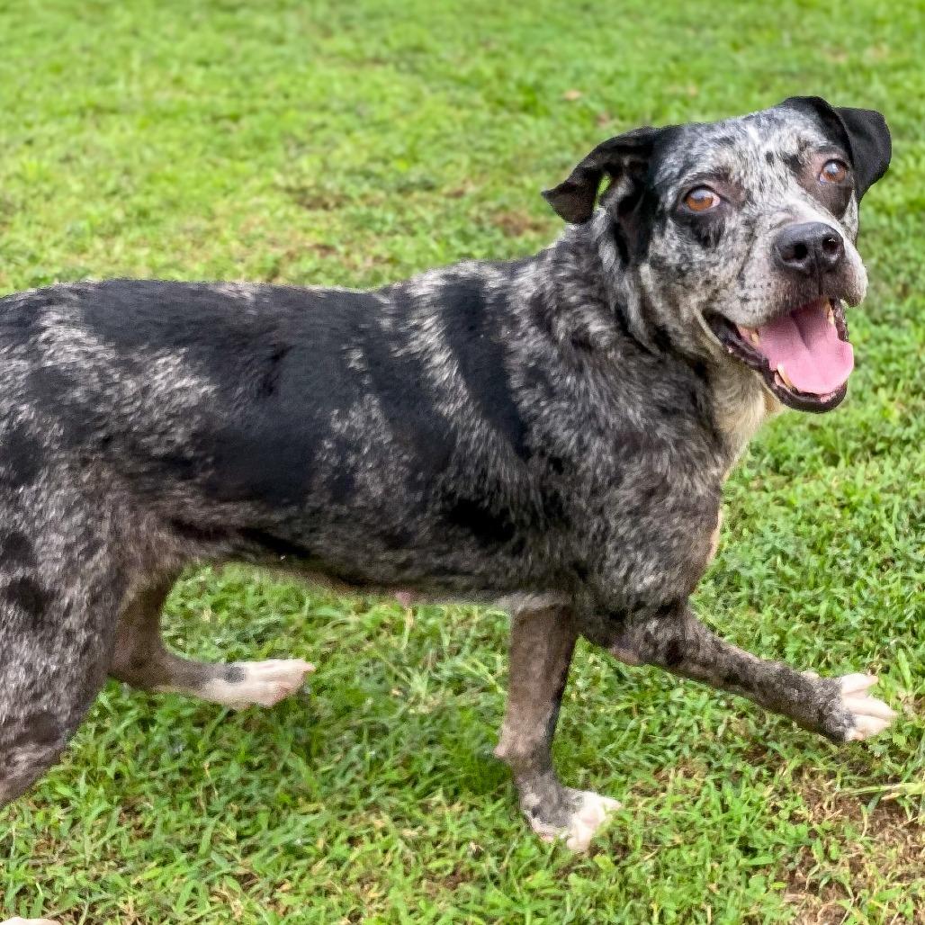 Enlarge Belize, a Adoptable Catahoula Leopard Dog in Keaau, HI image 6/6