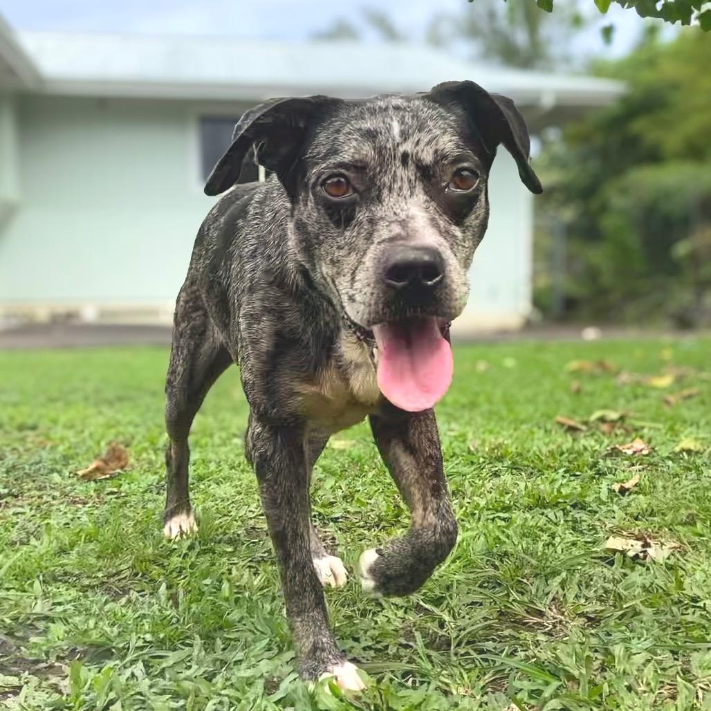 Enlarge Belize, a Adoptable Catahoula Leopard Dog in Keaau, HI image 6/6