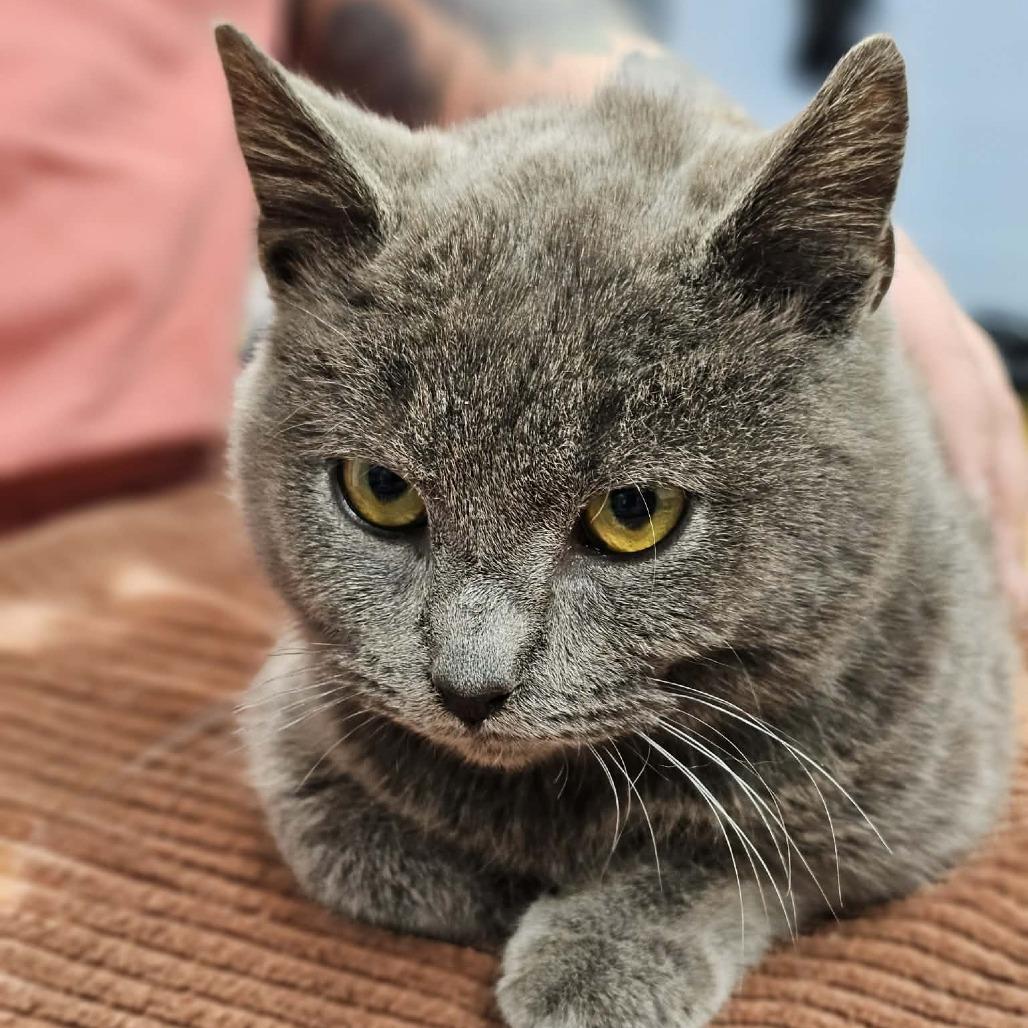 Steve, Adoptable, Young Male Domestic Short Hair.