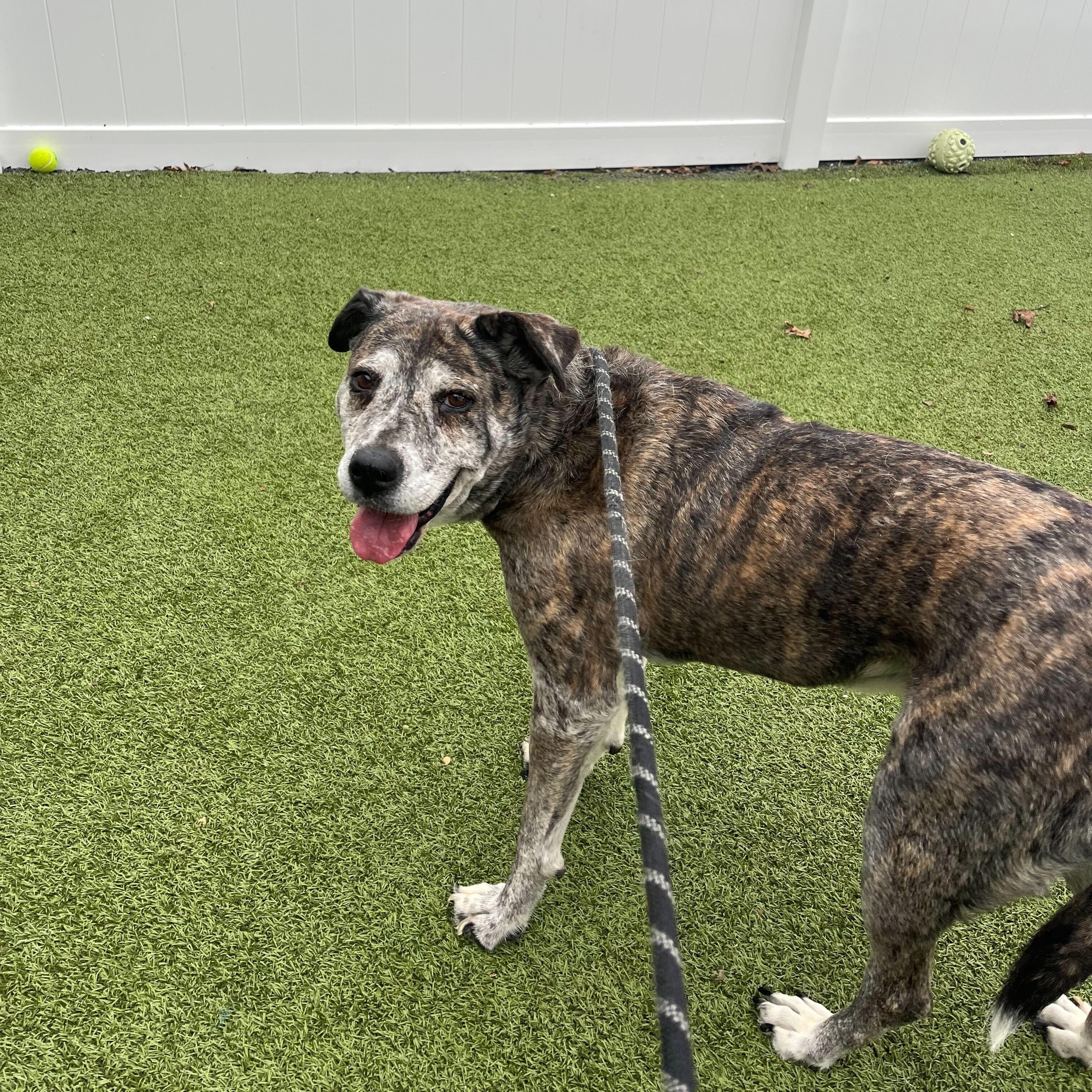 Enlarge Muriel, a ADOPTABLE mixed breed in New Bedford, MA image 4/4