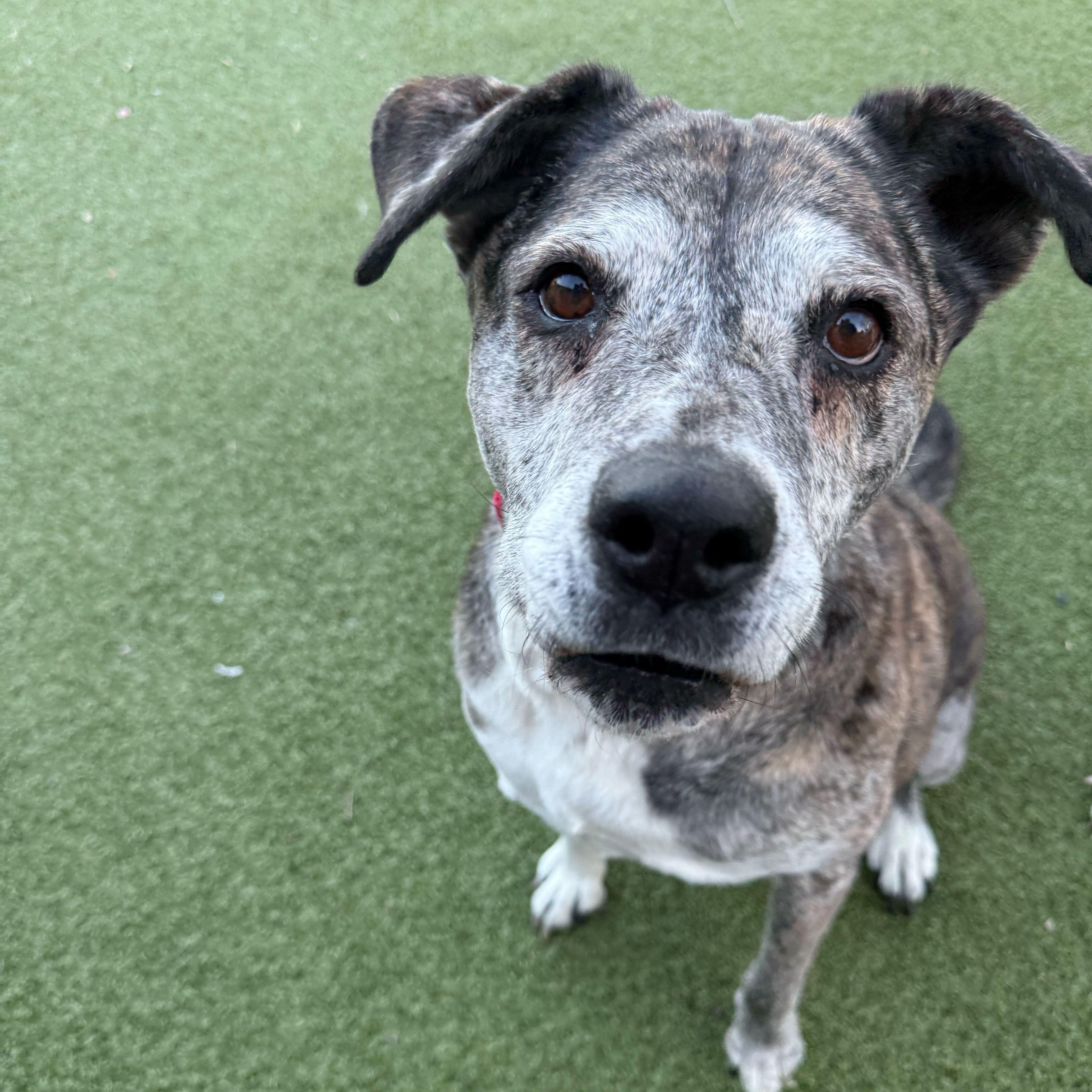 Enlarge Muriel, a ADOPTABLE mixed breed in New Bedford, MA image 3/4