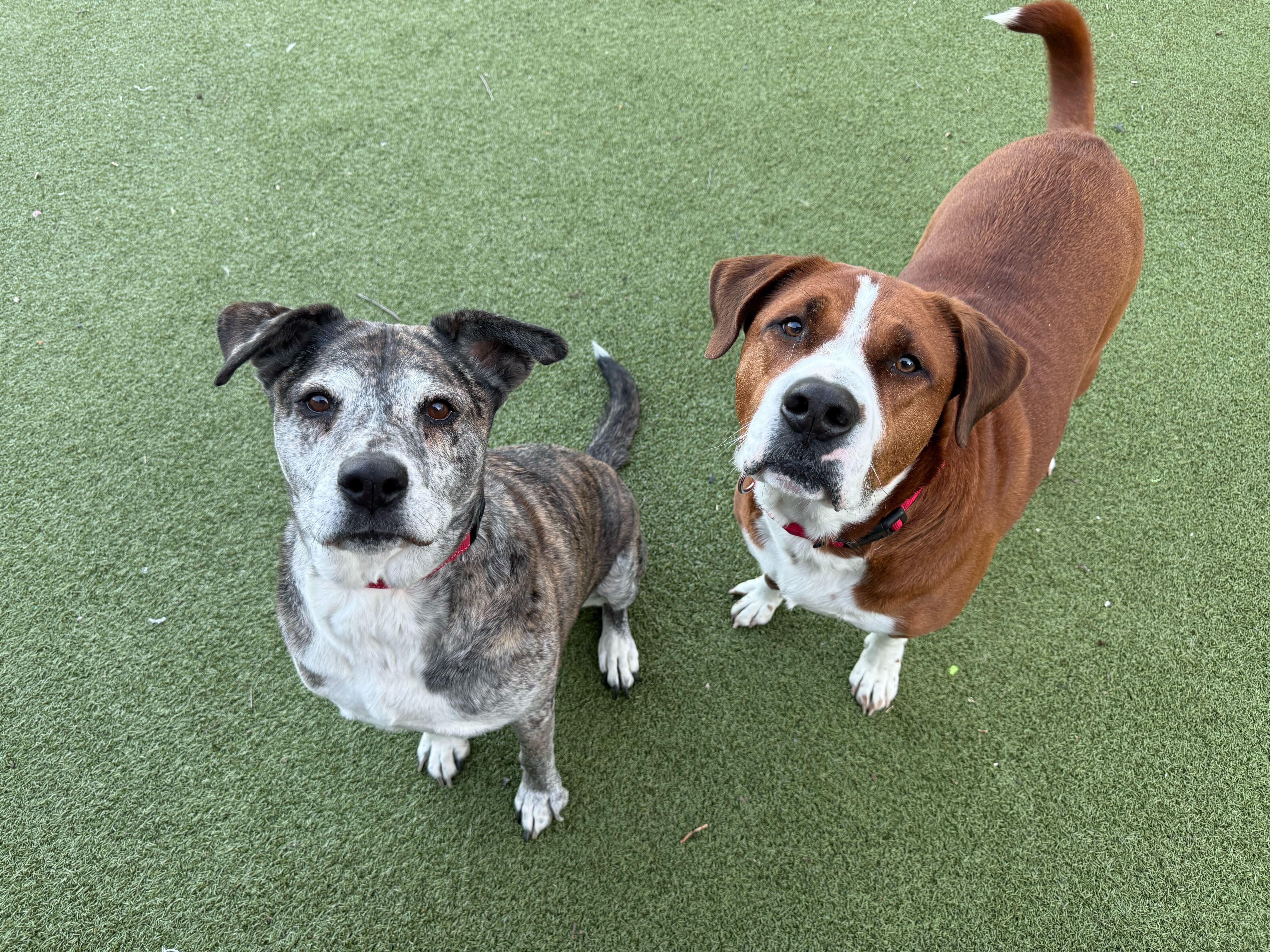 Enlarge Muriel, a ADOPTABLE mixed breed in New Bedford, MA image 2/4